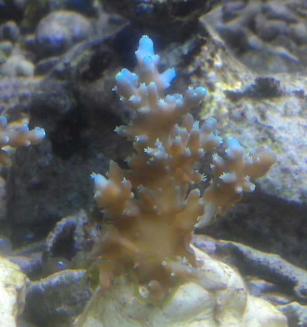 Acropora fenneri turquoise tip