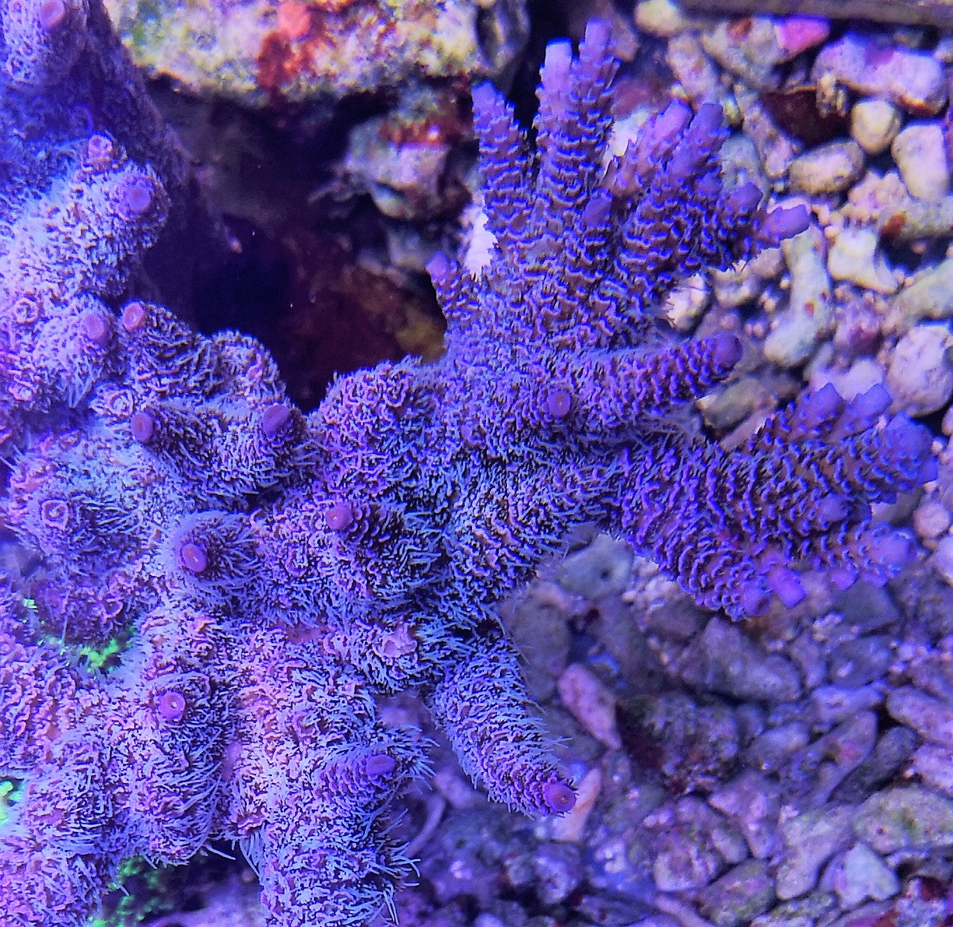 Acropora Millepora Blue