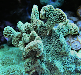 Pavona Decussata green