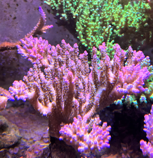 Acropora desalwii purple