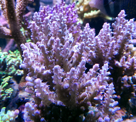 SPS Corals