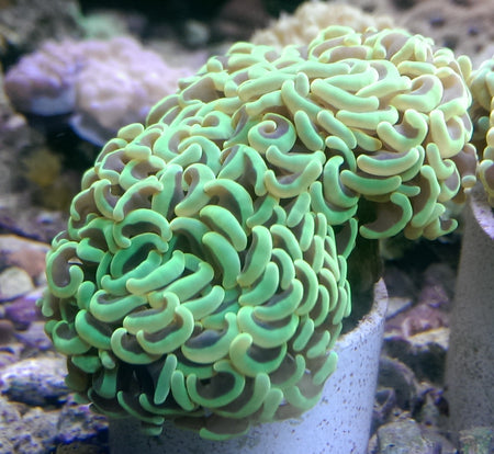 LPS Corals