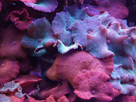 Soft Corals