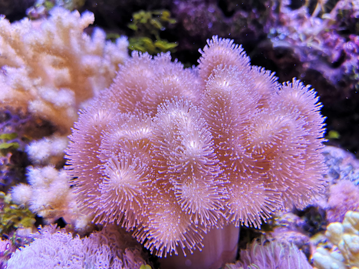 Tubastrea Sun Coral
