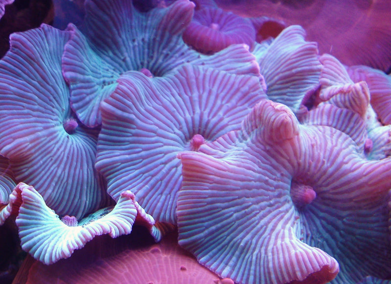 Sarcophyton Green Toadstool
