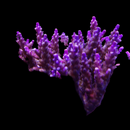 Acropora cerealis purple