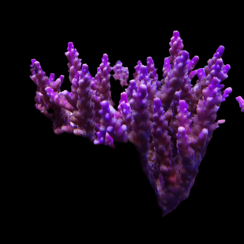 Acropora cerealis purple