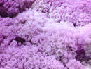 Soft Coral Beginners Frag Pack