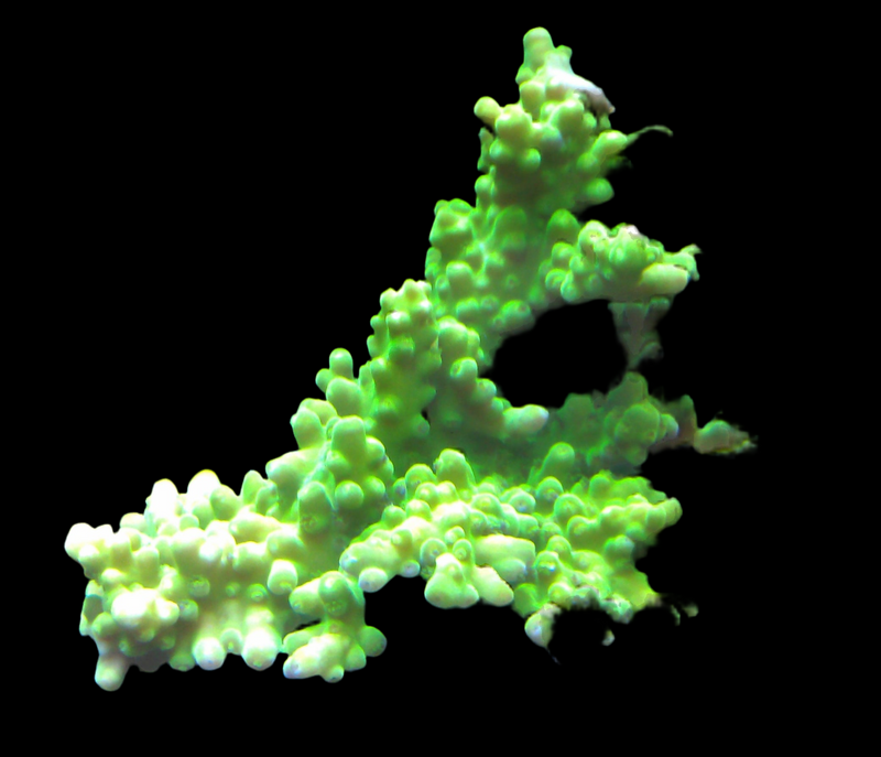 Acropora florida day glow