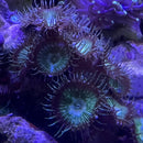 Artic Green Zoa Protopalythoa