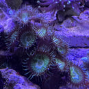 Artic Green Zoa Protopalythoa