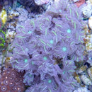 Clove Polyp Green Striped Clavularia