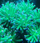 Torch Coral Neon green/Pink tip Euphyllia Glabrescens