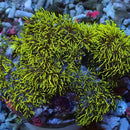 Soft Coral Beginners Frag Pack