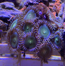 Green People Eater Zoanthid