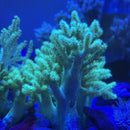 Sinularia Flexibilis Neon green