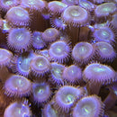 Green People Eater Zoanthid
