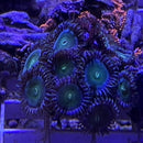 Green People Eater Zoanthid