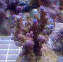 Acropora loripes pink