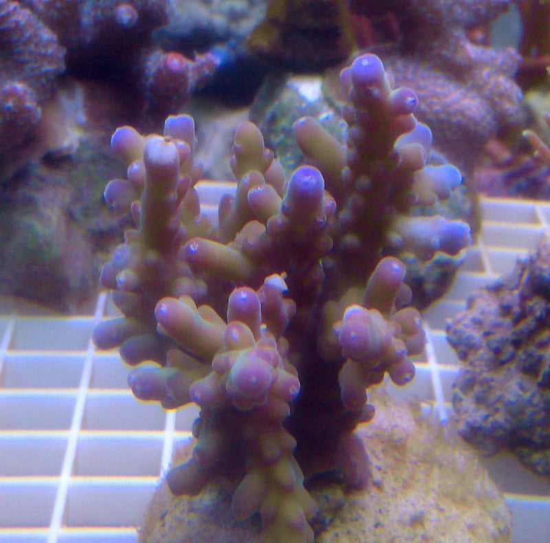 Acropora loripes pink