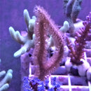 Sea whip cream Gorgonian