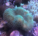 Soft Coral Beginners Frag Pack