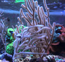 Sea whip cream Gorgonian