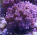 Soft Coral Beginners Frag Pack