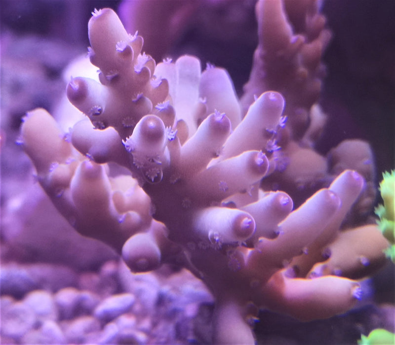 Acropora loripes pink