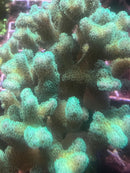 Pocillopora damicornis neon green