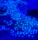 Spotted star polyp