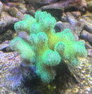 Pocillopora damicornis neon green