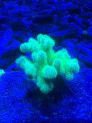 Pocillopora damicornis neon green