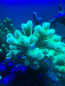 Pocillopora damicornis neon green