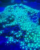 Spotted star polyp