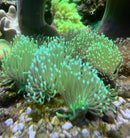 Sarcophyton Japanese Green Weeping Willow Toadstool