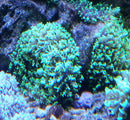 Mushroom Coral Indonesian fuzzy neon green Rhodactis