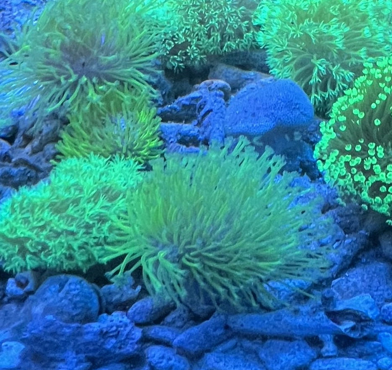 Sarcophyton Japanese weeping willow Toadstool lime