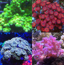 Mixed Coral Frag Pack Soft LPS SPS