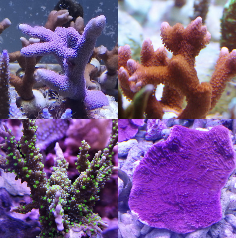 Montipora Frag Pack SPS Corals