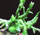 Montipora Stellata neon green