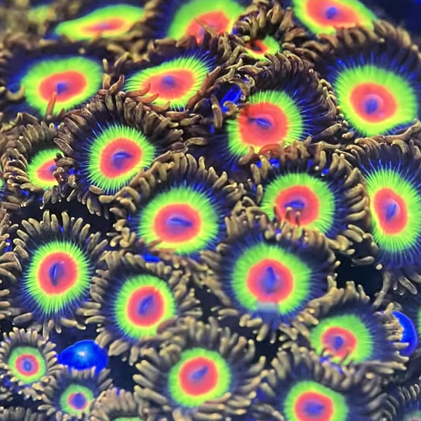Rasta Zoanthid