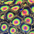Rasta Zoanthid