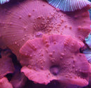 Red Tonga Mushroom Coral Discomosa aka Iron man