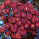 Red People Eater Zoanthid