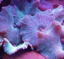 Striped Mushroom Coral Discomosa watermelon