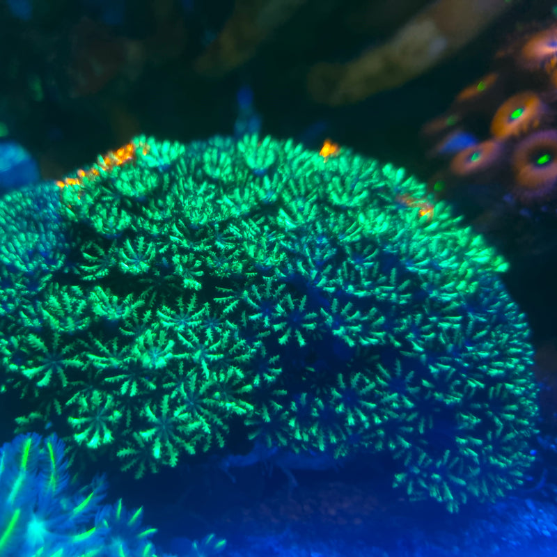 Soft Coral Beginners Frag Pack