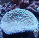 Turbinaria Peltata Blue