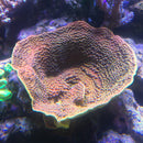 Turbinaria reniformis Yellow Scroll coral