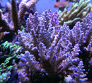 Acropora loripes grey